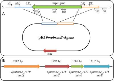 The Cyclic AMP Receptor Protein, Crp, Is Required for the Decolorization of Acid Yellow 36 in <mark class="highlighted">Shewanella putrefaciens CN32</mark>